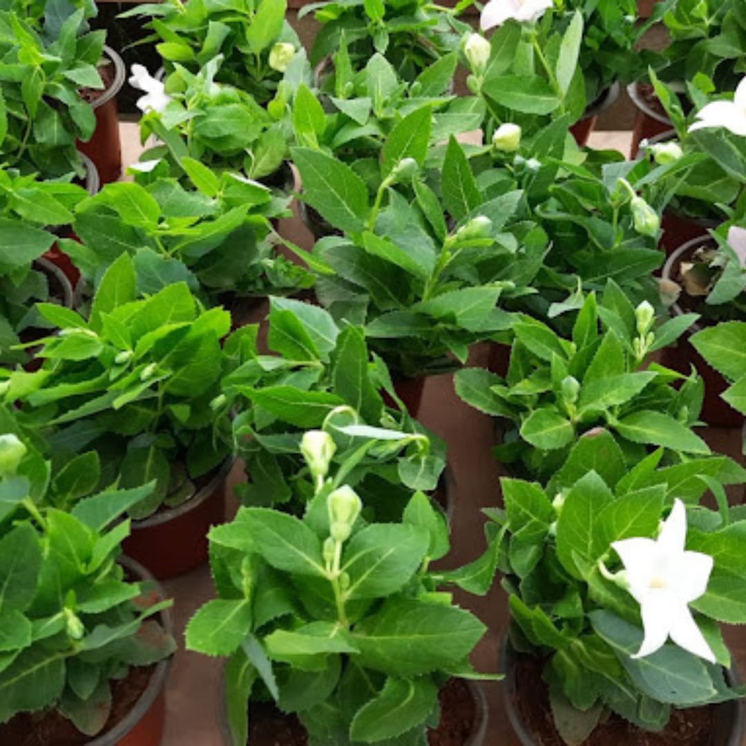 Muddy Boots-Urban Botanics